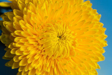 Yellow large chrysanthemum close up. Macro
