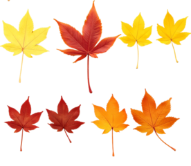 Floor plans of various types of maple leaves, transparent background