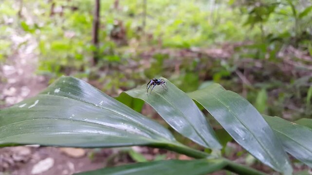 Aesthetic 4k footage, Elegant Golden Jumper (Chrysilla volupe) on a leaf. Perfect for documentaries in tropical rainforests and World Environment Day on June 5th.jumping spider,Salticidae,Genus Sidusa