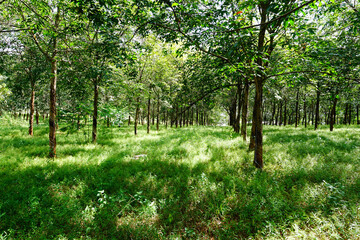 Fototapeta premium Rubber plantation with rubber tree forest in agriculture . Southeast Asia. 