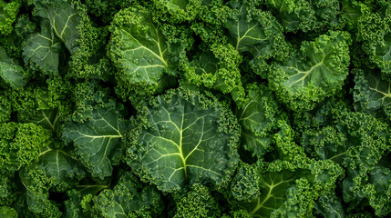 Closeup of Fresh Green Kale Leaves, Texture, Background, Food, Vegetable, Salad