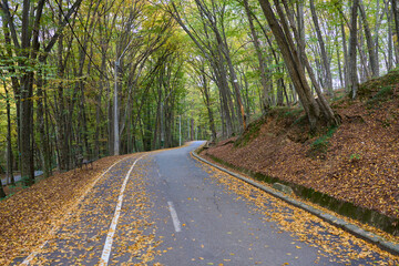 Autumnal alley in the park