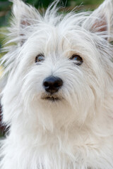Close-up portrait of a West Highland White Terrier looking directly at the camera. The details of its fur, ears, and expressive eyes are clearly visible.