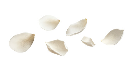 flying white rose petals isolated on transparent background cutout