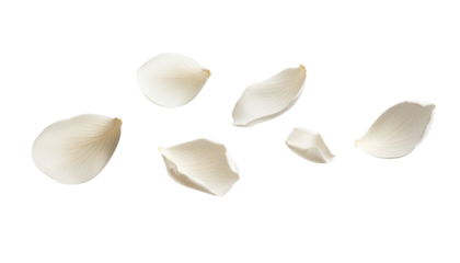 flying white rose petals isolated on transparent background cutout