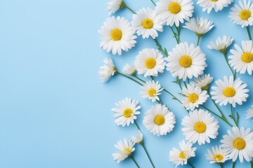 Obraz premium A stunning display of spring chamomile flowers tucked inside a bright blue envelope, surrounded by a calm pastel blue surface. This minimalistic spring flatlay evokes feelings of appreciation and love