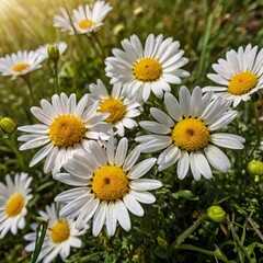 Fototapeta premium Close Up of Daisies in Grass.