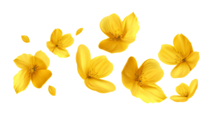 flying yellow petals isolated on transparent background cutout