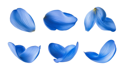 flying blue petals isolated on transparent background cutout