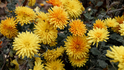 Yellow chrysanthemum flowers in the garden