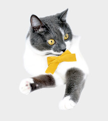 a white cat with a gray color looks sideways, he has a yellow butterfly on his neck