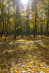 Obraz premium A forest with trees and leaves on the ground