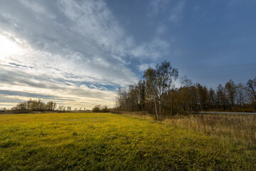 A field of grass with a cloudy sky in the background
