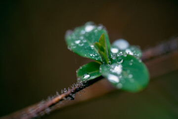 dew on a leaf, nacka,sverige,sweden,stockhoöm,mats,autumn
