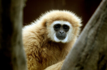 シロテテナガザル