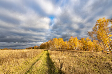 A field of yellow trees with a cloudy sky in the background