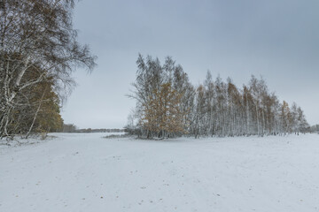 A snowy field with trees in the background