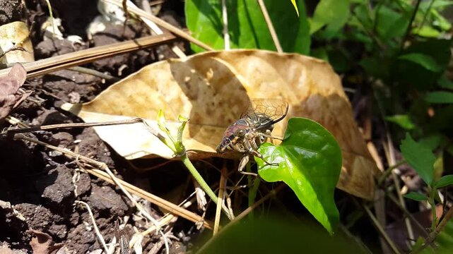 Cicadas, Insect T auletes, neotibicen tibicen, megatibicen auletes, dog day cicadas, cicadae, giant cicada. Perfect for documentaries on tropical rainforests and World Environment Day on June 5.