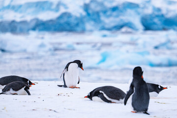 Obraz premium Group of gentoo penguins on the snow in Antarctica. South Pole