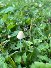 Tiny mushroom growing in grass.