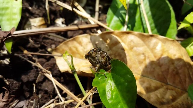 4k view of giant cicada (Insect T auletes) on a leaf. Perfect for documentaries on tropical rainforests and World Nature Conservation Day on 28 July.