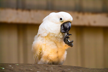 Beautiful white parrot on a wooden branch