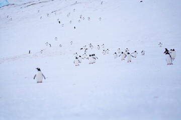 Group of gentoo penguins on the snow in Antarctica. South Pole