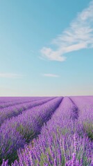 Lavender Fields Under a Clear Sky