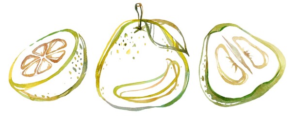 Handcrafted watercolor collection of pomelos, featuring whole fruits and detailed cross-sections. Perfect for food art, culinary projects, and tropical-themed decor