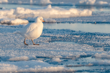 Sheathbill on the ice in Antarctica, Chionis alba, Southern Ocean