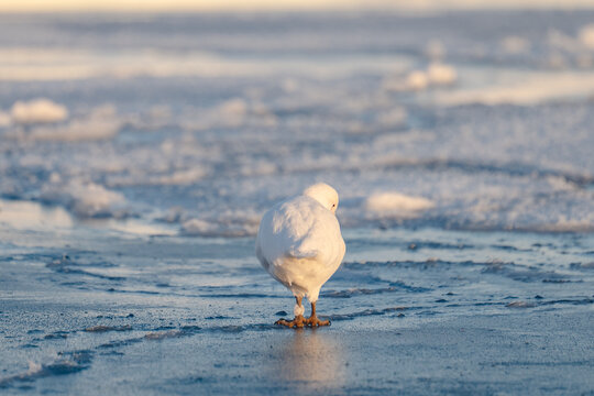 Sheathbill on the ice in Antarctica, Chionis alba, Southern Ocean