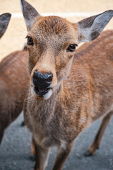 deers in nara, japan