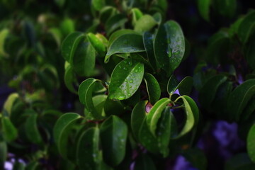 Leaf 2
A green leaf and rainwater