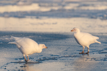 Sheathbill on the ice in Antarctica, Chionis alba, Southern Ocean