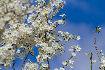 Prunus Cerasifera Blooming white plum tree. White flowers of Prunus Cerasifera