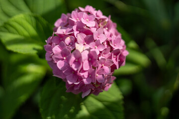 Pink hydrangea in the summer garden