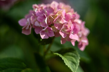 Obraz premium Pink hydrangea in the summer garden