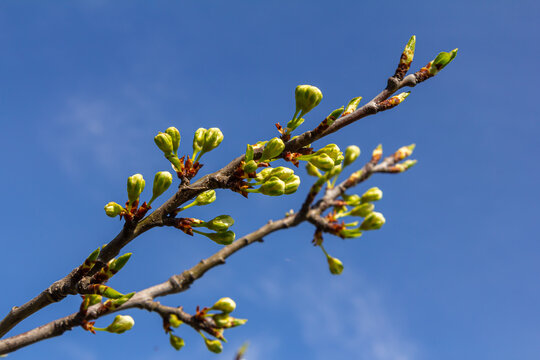 Buds prunus avium, commonly called wild cherry, sweet cherry, gean, or bird cherry. Budbreak. Springtime