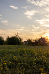 Obraz premium Summer sunset in the countryside