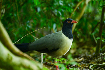 coral-billed ground-cuckoo birdwatching in the forest.