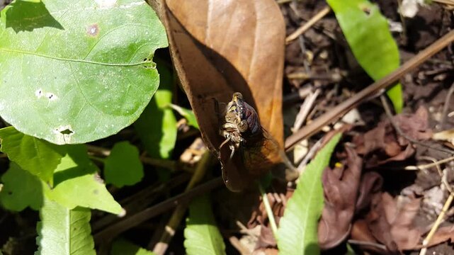 The giant cicada (Quesada gigas), also known as the chichara grande, coyoyo, or coyuyo, is a species of large cicada native to North, Central, and South America.One of two species in the genus Quesada
