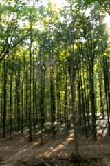 Obraz premium Spider web in summer forest