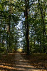 Dirt road in the summer forest