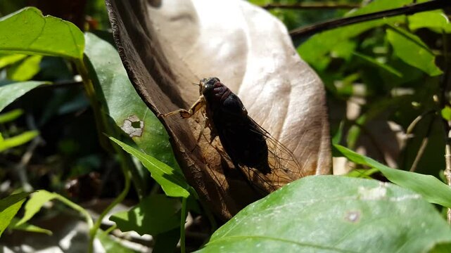 Aesthetic footage of neotibicen tibicen (dog day cicadas) on the ground. 4K footage shot in the jungle.