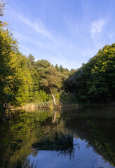 Green forest near the lake