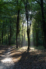 Rays of the sun in the summer forest