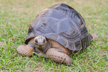Obraz premium This photo captures an Aldabra giant tortoise leisurely walking across a grassy field. With its ancient, textured shell and powerful claws