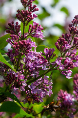 Common Lilac Syringa vulgaris blooming with violet-purple double flowers surrounded with green leaves in spring