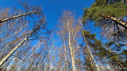 grass against sky