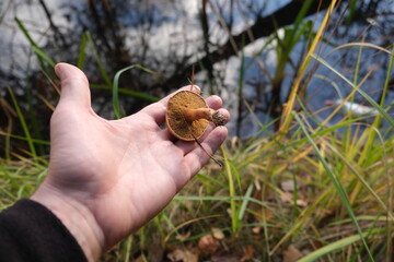 mushrooms in the hand